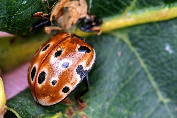 Anatis ocellata