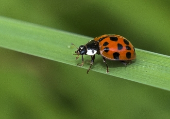 Anisosticta novemdecimpunctata