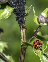 Anisosticta novemdecimpunctata