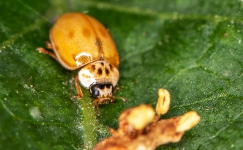 Aphidecta obliterrata