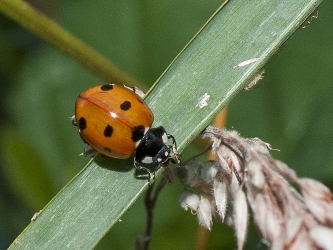 Coccinella septempunctata