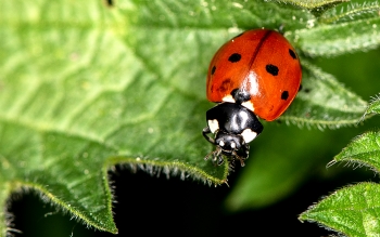 Coccinella septempunctata