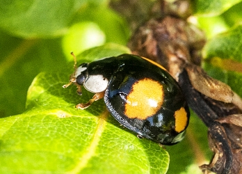 Harmonia axyridis