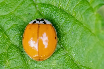 Harmonia axyridis