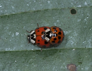 Harmonia axyridis