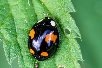 Harmonia axyridis