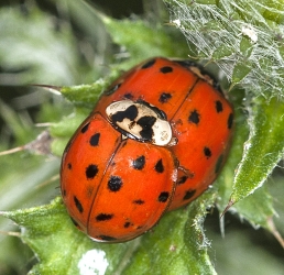 Harmonia axyridis