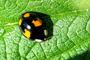 Harmonia axyridis