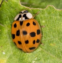 Harmonia axyridis