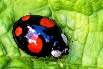 Harmonia axyridis