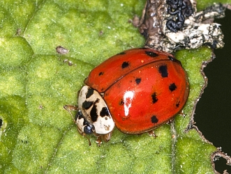 Harmonia axyridis