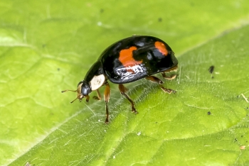 Harmonia axyridis