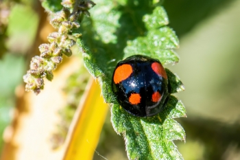 Harmonia axyridis