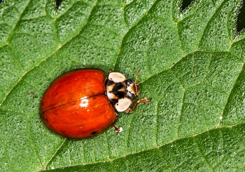 Harmonia axyridis