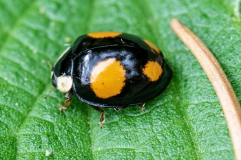 Harmonia axyridis