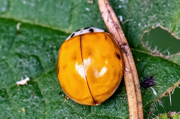 Harmonia axyridis