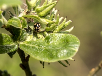 Propylea quartuordecimpunctata