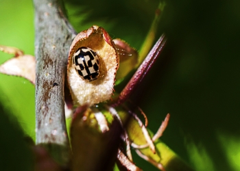 Propylea quartuordecimpunctata