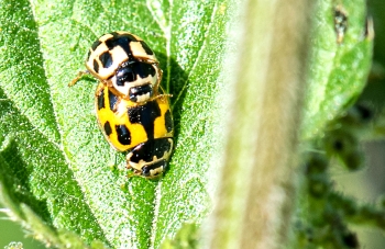 Propylea quartuordecimpunctata