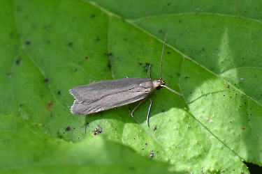 Acompsia cinerella