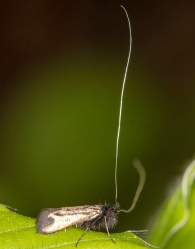 Adela reaumurella