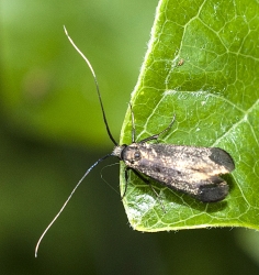 Adela reaumurella