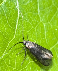 Adela reaumurella