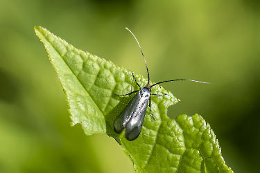 Adela reaumurella