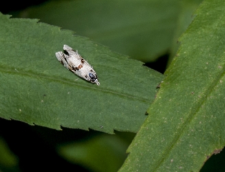 Aerthes cnicana