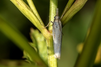 Agriphila straminella