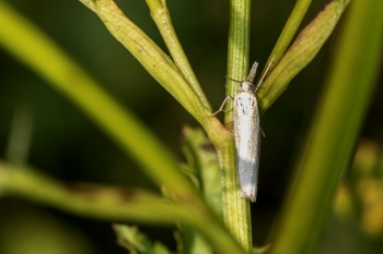 Agriphila straminella