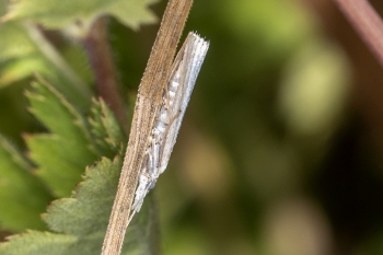 Agriphila straminella