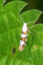 Agyresthia goedartella