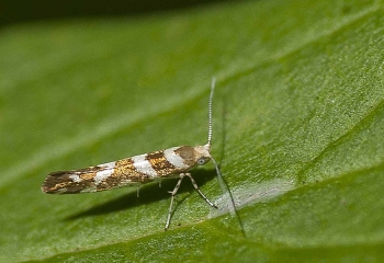 Agyresthia goedartella