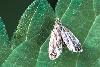 Anthophila fabricana