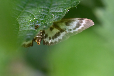 Aranias hortulata