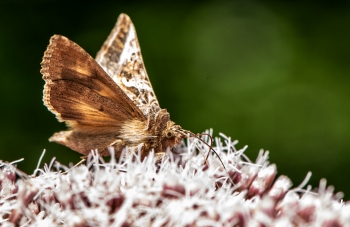 Autographa gamma