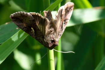 Autographa gamma