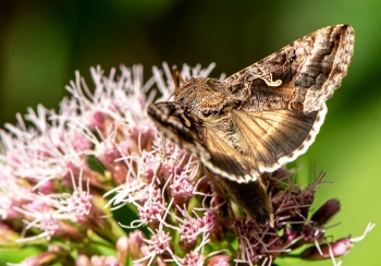 Autographa gamma