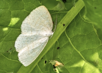 Cabera exantemata