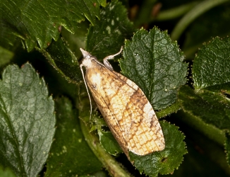 Camptogramma bilineata