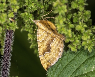 Camptogramma bilineata