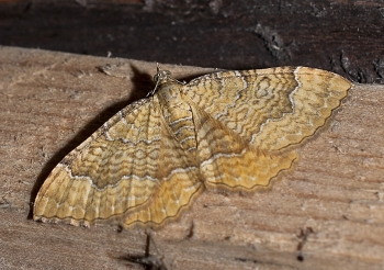 Camptogramma bilineata