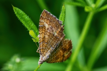 Camptogramma bilineata