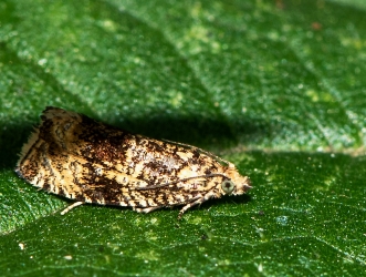 Celypha lacunana