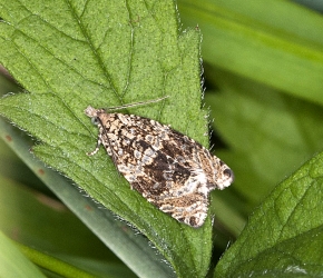 Celypha lacunana