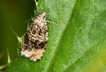 Celypha lacunana