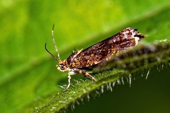 Celypha siderana