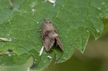 Celypha striana