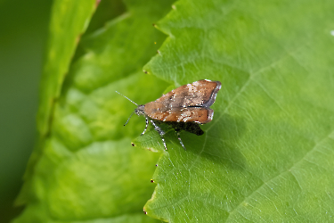 Choreutis pariana